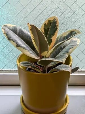 a plant in a yellow pot on a window sill at Space Noa201 in Tokyo