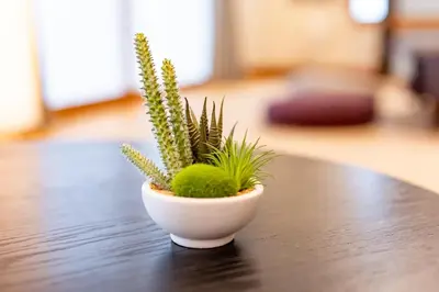 a plant in a white bowl on a table at HOETL GOLD TOKYO - Vacation STAY 45153v in Tokyo