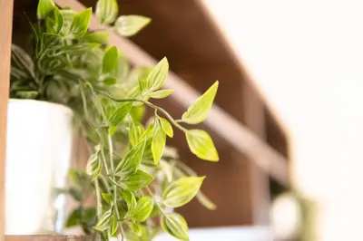 a green plant in a white pot on a shelf at Jarudan in Tokyo