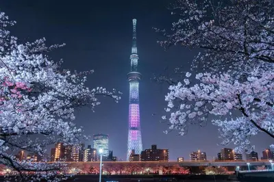 a view of the tokyo tower at night with cherry trees at SKY BLUE HOUSE Asakusabashi in Tokyo