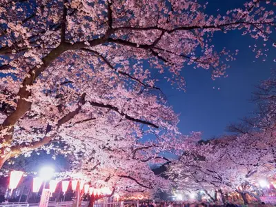 a group of cherry trees at night with lights at Rakuna Inn \u904a Kinshicho in Tokyo