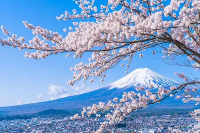 a cherry blossom tree with a mountain in the background at Rakuna Inn \u904a Kinshicho in Tokyo