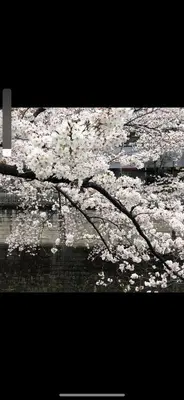 a view of a tree with white flowers on it at \u65b0\u5bbf\u5ead\u9662\u306e\u5c4b-Shinjuku Garden Home -28 square meters king size bed garden room105 in Tokyo