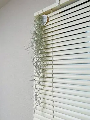 a plant is growing through a window with blinds at \u65b0\u5c0f\u5ca9\u30c7\u30e1\u30c6\u30eb303 in Tokyo