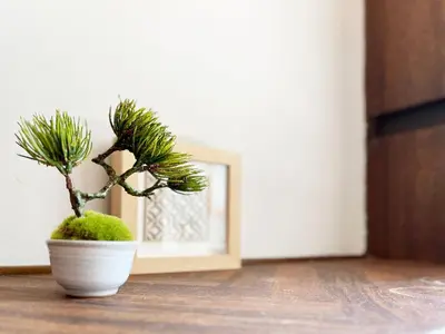 a plant in a white pot sitting on a table at \u5f25\u751f\u753a1\u4e01\u76ee\u6238\u5efa in Tokyo