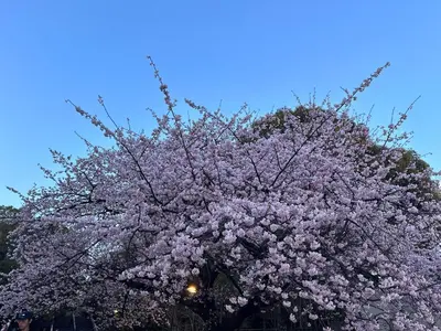 a tree full of pink flowers in the sky at Aakabane Apart ment 3 Wei hefuyan7190 in Tokyo