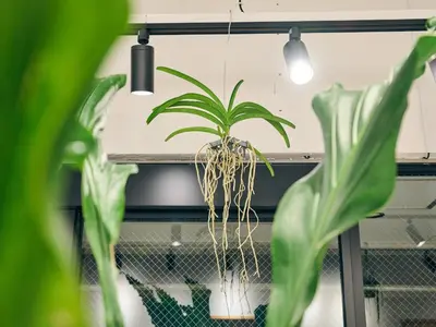 a plant in a pot hanging from a ceiling at HOTEL ALL IN TOKYO Asakusabashi in Tokyo