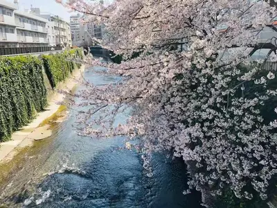 a view of a river with pink cherry trees at \u30b0\u30ea\u30fc\u30f3\u30cf\u30a6\u30b9 in Tokyo