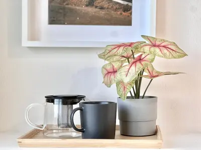 two coffee mugs and a plant on a shelf at shinjuku yichun hostel-SJ0399 in Tokyo
