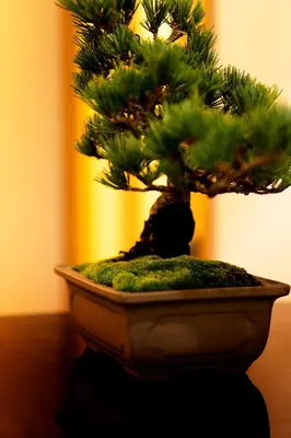 a bonsai tree in a pot on a table at Zen apartment in central Tokyo in Tokyo