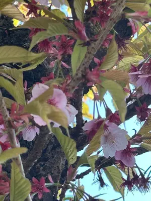 a bunch of pink flowers on a tree at \u6d45\u8349\u30b9\u30ab\u30a4\u30ac\u30fc\u30c7\u30f3\u30db\u30c6\u30eb in Tokyo