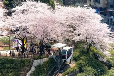 a bus stop with pinkakura trees in a city at Fox & Fortune 4B -New Near station Luggage storage Netflix- in Tokyo
