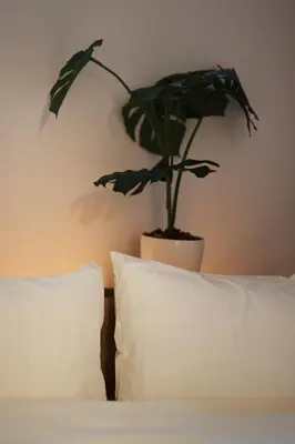 a potted plant sitting on top of a bed at Urban House Koenji in Tokyo