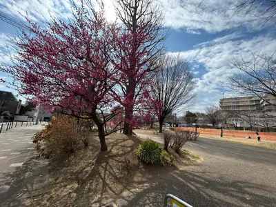 a tree with pink leaves on the side of a street at \u6c60\u888b\u5de3\u9d28\u30cf\u30a6\u30b9\u4e00\u68df\u4e38\u3054\u3068\u8cb8\u5207\u308aIkebukuro Sugamo House-Private Entire Building in Tokyo