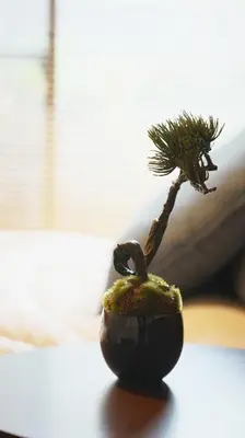 a small plant sitting on top of a table at Buddy Resort Kagurazaka in Tokyo