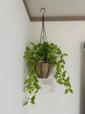 a potted plant hanging from a wall at Japan House Ikebukuro Honcho in Tokyo