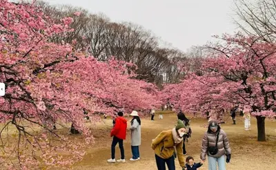 a group of people walking in a park with cherry trees at Emilio301 in Tokyo