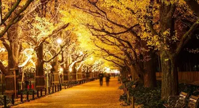 a tree lined path with people walking down it at night at Emilio301 in Tokyo