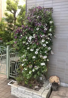 a bush of flowers on the side of a house at S & K Garden House in Tokyo