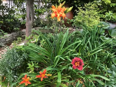 a garden with orange flowers and green plants at S & K Garden House in Tokyo
