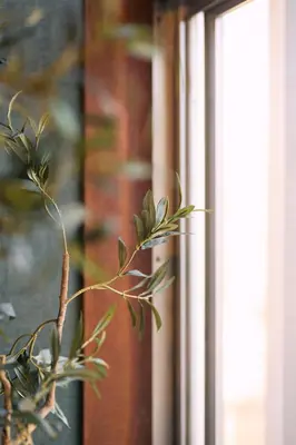 a plant sitting in front of a window at NATURE BASE TOKYO Horikiri in Tokyo