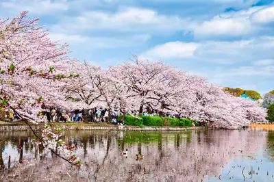 a group of cherry trees over a body of water at MY House YANESEN Tokyo in Tokyo