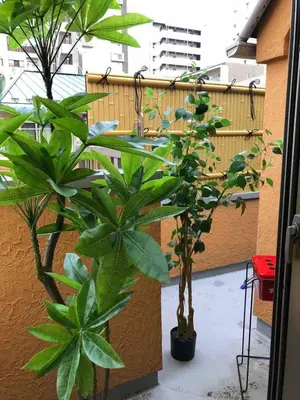 two plants in pots on a balcony at \u65b0\u5bbf\u4e00\u8ed2\u5bb6120\u5e73\u7c73 Jr\u65b0\u5927\u4e45\u4fdd\u99c5\u5f92\u6b693\u5206 \u6d74\u5ba42 \u30c8\u30a4\u30ec2 \u6b4c\u821e\u4f0e\u753a\u5f92\u6b6910\u5206 \u99d0\u8eca\u5834\u7121\u6599 in Tokyo