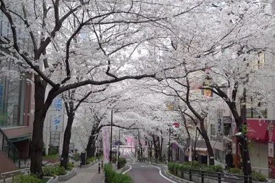 a street lined with trees with white blossoms at SHIBUYA Bright Modern 40sqm Apartment FAMILY FRIENDLY!! in Tokyo