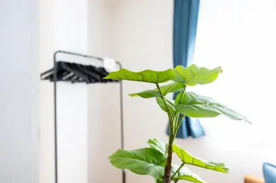 a plant in a vase next to a window at FINOA Asakusa Sky Terrace in Tokyo
