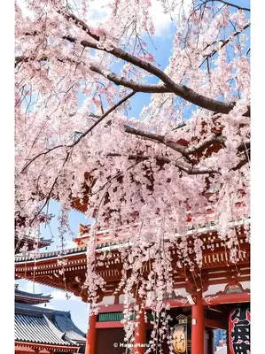 a cherry blossom tree in front of a building at rd\u6c11\u6cca3F in Tokyo