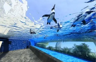 a group of penguins swimming in the water at ksf\u4e0a\u6c60\u888b3\u4e01\u76ee301 in Tokyo