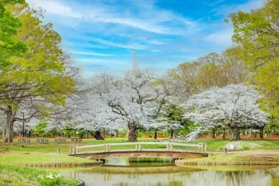 a bridge over a pond in a park with flowering trees at \u539f\u7530\u5c4bHotel 4F in Tokyo