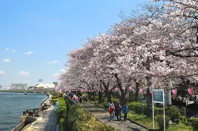 people walking along a sidewalk next to a river withakura trees at Latte Oshiage Comfort Stay, 10min walk to Tokyo Skytree in Tokyo