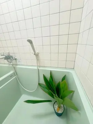 a plant in the corner of a bath tub at Takadanobaba relaxing CB in Tokyo
