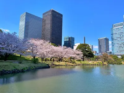 a river withakura trees in a city with tall buildings at IZURU Shiba Hamamatsucho 2F in Tokyo