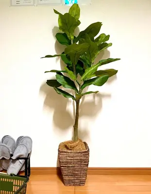 a plant in a wicker basket sitting on a floor at \u9752\u6238\u30aa\u30fc\u30c1\u30e3\u30fc\u30c9\u30d3\u30eb in Tokyo