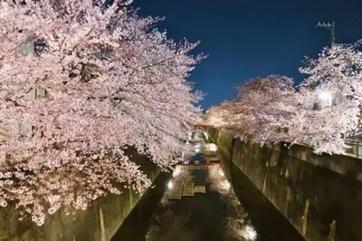 a boat in a canal with cherry trees and lights at \u7573\u306e\u9593\u6c60\u888b in Tokyo
