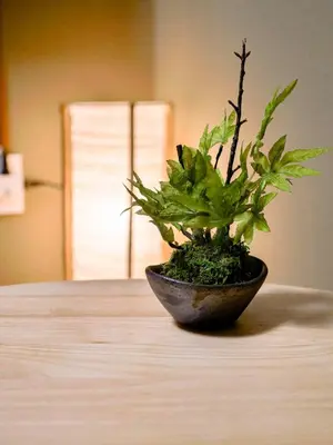 a plant in a bowl sitting on a table at Triphome Nakano 2025 Green in Tokyo