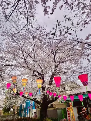 a tree with pink lanterns in front of a tree at Aoi Bld 3F in Tokyo