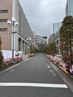 an empty street in a city with pink flowers at \u963f\u4e45\u6d25\u30cf\u30a4\u30c4102 in Tokyo