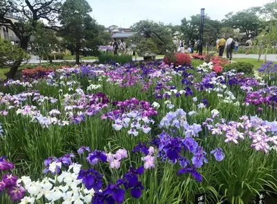 a field of flowers in a park at \u590f\u7f8e\u30db\u30c6\u30eb 303\u9ad8\u7ea7\u72ec\u680b\u522b\u5885 \u72ec\u7acb\u536b\u6d74 \u5730\u94c1\u7ad9\u6b65\u884c\u4e94\u5206\u949f\u6210\u7530\u673a\u573a-\u7fbd\u7530\u673a\u573a-\u4e0a\u91ce-\u6674\u7a7a\u5854\u4e00\u7ebf\u76f4\u901a in Tokyo