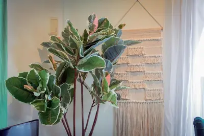 a plant in a vase next to a curtain at Shinjuku 'The Wizard of Oz' Villa in Tokyo