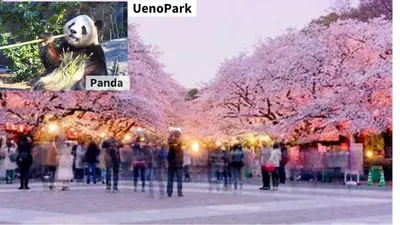a group of people standing in front of trees with pink flowers at tsugumi house \u3064\u3050\u307f\u4ead\u6238\u5efa\u3066\u4eac\u6210\u9ad8\u7802\u99c5 in Tokyo