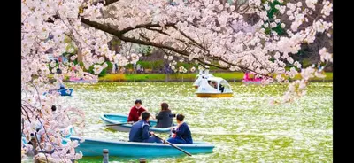 a group of people in boats in a pond with cherry trees at The Bella Ueno in Tokyo