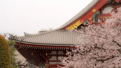 a building with pinkakura trees in front of it at rot\u6771\u4e0a\u91ce3\u4e01\u76ee401 in Tokyo