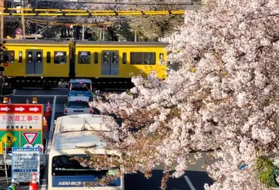a yellow train traveling down a street withakura trees at 501, Near Shinjuku, JR Sobu Line, Elevator available, \u65b0\u5bbf\u7ad92\u7ad9\u53ef\u8fbe,\u79cb\u53f6\u539f \u516d\u672c\u6728 \u4e0a\u91ce \u7b51\u5730\u5e02\u573a\u53ef\u76f4\u8fbe,\u6709\u7535\u68af,3\u6761\u5730\u94c1\u53ef\u7528 in Tokyo