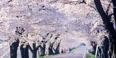 a road lined with trees with white flowers on them at Pr34\u4e0b\u843d\u5408 in Tokyo