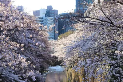 a row of cherry blossom trees over a river at Pr36\u4e0b\u843d\u5408 in Tokyo