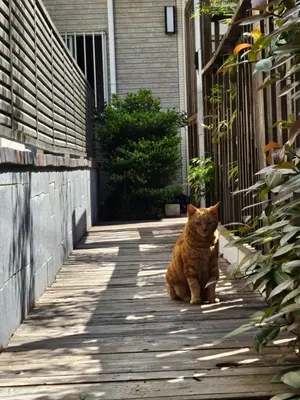an orange cat sitting on a sidewalk next to a building at shinjuku premier suites tokyo in Tokyo
