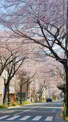 a tree lined street with pink cherry blossoms at \u685c\u306e\u901a \u6c60\u888b\u5468\u8fba \u4ea4\u901a\u4fbf\u5229 \u7573\u5bdd\u5ba4 1-4\u4eba \u6c60\u888b4\u5206\u65b0\u5bbf10\u5206\u6e0b\u8c3714\u5206\u76f4\u901a in Tokyo